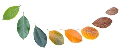 Row of differently colored leaves